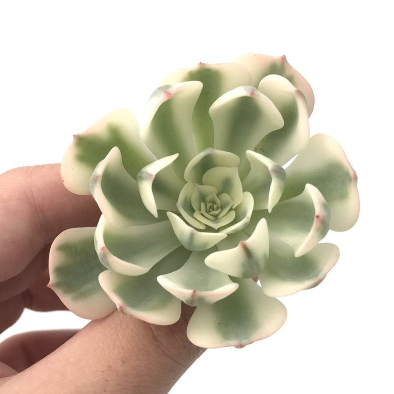 Echeveria 'Compton Carousel' Variegated 2" Succulent Plant