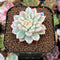 Echeveria 'Mebina' Variegated 1" Succulent Plant