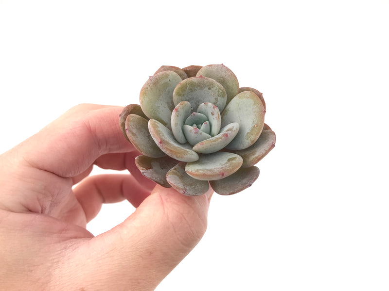 Echeveria 'Icy Purple' 1"-2" Powdery Succulent Plant