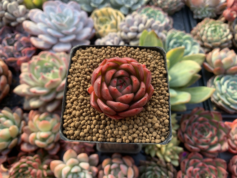 Echeveria Agavoides 'Cagliari' 1" Succulent Plant