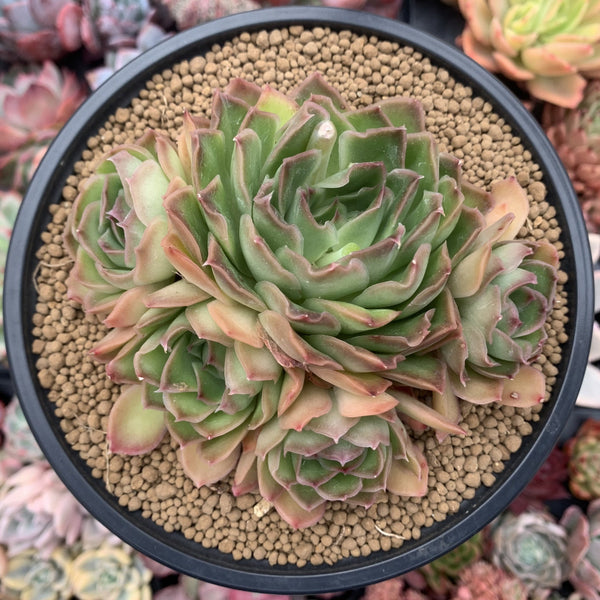 Echeveira 'Longissima' Hybrid Cluster 4"-5" Succulent Plant