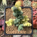 Corpuscalaria 'Lehmannii" Variegated 2" Succulent Plant