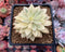 Echeveria 'Green Emerald' Variegated 2” Succulent Plant