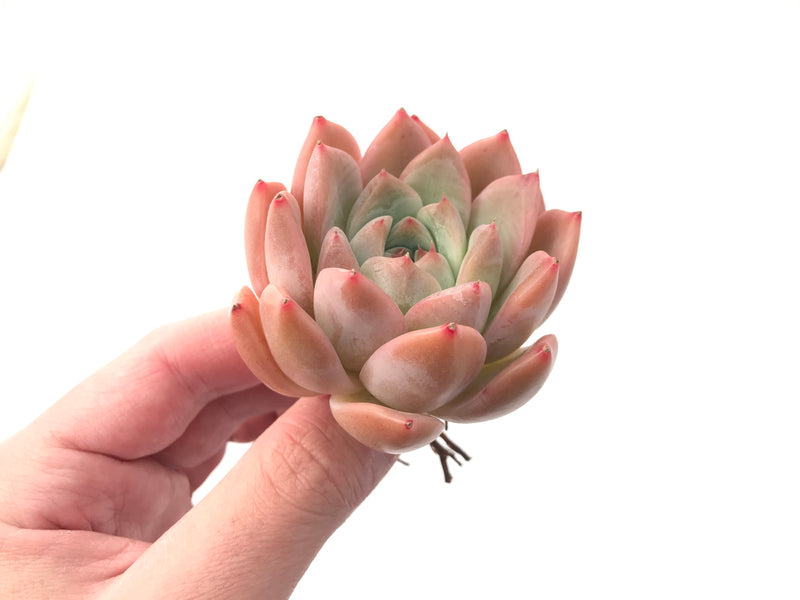 Echeveria 'Alba Beauty' 3" Succulent Plant