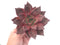 Echeveria Agavoides 'Red Ebony' 5" Extra Large Succulent Plant