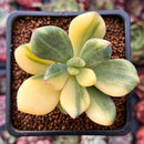 Pachyphytum 'Doctor Cornelius' Variegated 2" Succulent Plant