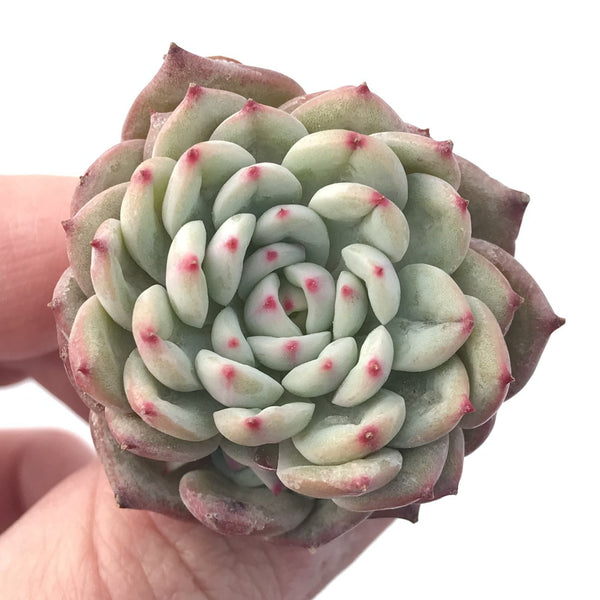 Echeveria 'Shinebright' 1" Succulent Plant