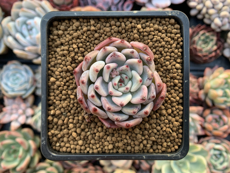 Echeveria 'Cherry Blossom Ending' 2" Succulent Plant