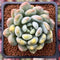 Pachyveria 'Walth' Variegated 2" Rare Succulent Plant