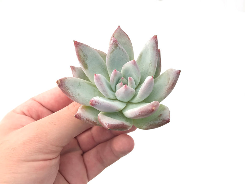 Echeveria 'Colorata' 2" Powdery Succulent Plant