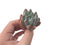 Echeveria 'Angel Finger' 1" Succulent Plant