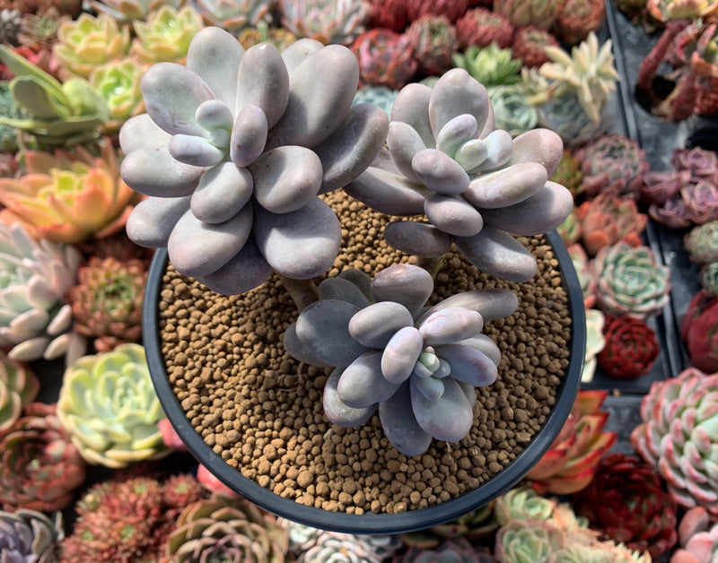 Pachyphytum Oviferum 'Moon Stone' 4" Cluster Succulent Plant