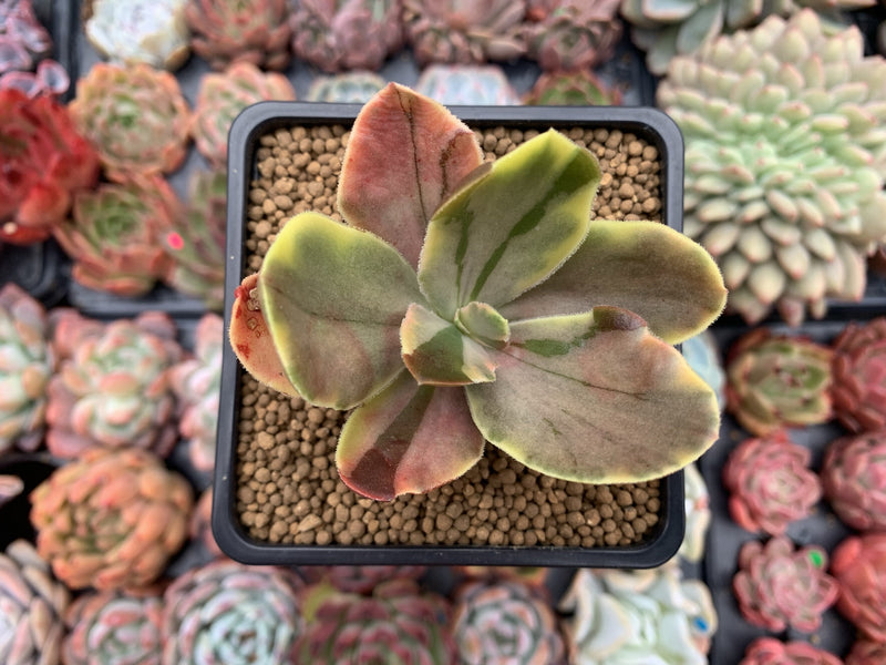 Echeveria 'Fimbriata' Variegated AKA 'Fasciculata' 3" Succulent Plant