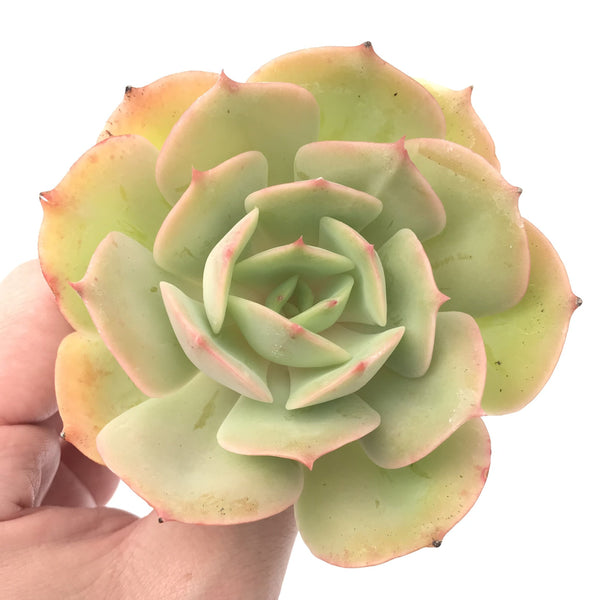 Echeveria 'White Snow' 2"-3" Succulent Plant