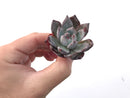 Echeveria 'Black Sabbath' 1" Succulent Plant