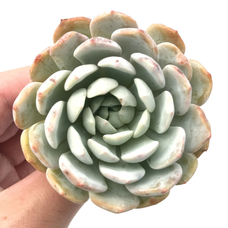 Echeveria 'Raffine' 3" Rare Succulent Plant