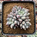 Pachyphytum 'Venus' Cluster 3” Succulent Plant