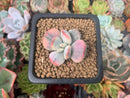 Cotyledon 'Orbiculata' Variegated 1" Succulent Plant