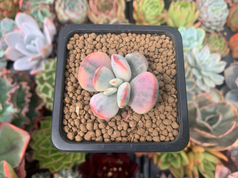 Cotyledon 'Orbiculata' Variegated 1" Succulent Plant