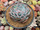 Echeveria 'Peach Candy' 5" Powdery Succulent Plant