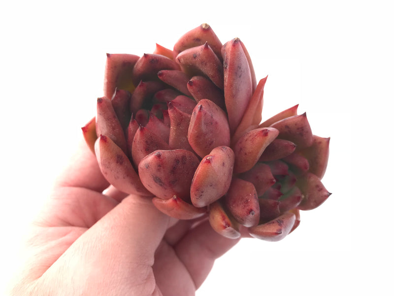 Echeveria Agavoides Red Maria 5” Rare Succulent Plant