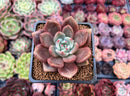 Echeveria 'Baekya' 2" Succulent Plant