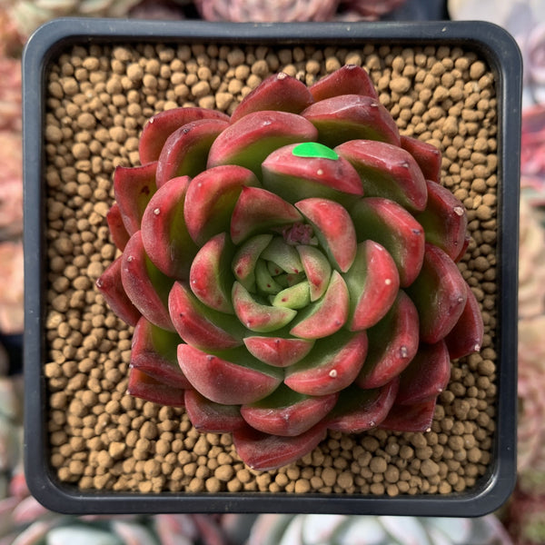 Echeveria Agavoides 'Prolifera' 3" Succulent Plant