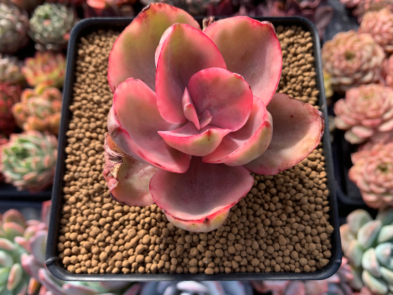 Echeveria 'Golden State' Variegated 3" Succulent Plant