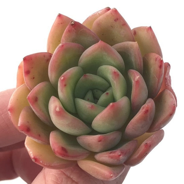 Echeveria Agavoides 'Timmo' 1" Rare Succulent Plant