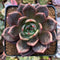 Echeveria 'Red Night' 3" Succulent Plant