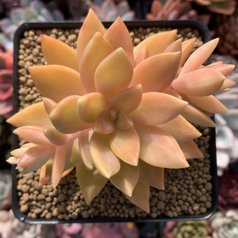 Graptosedum 'California Sunset' 3" Cutting Succulent Plant