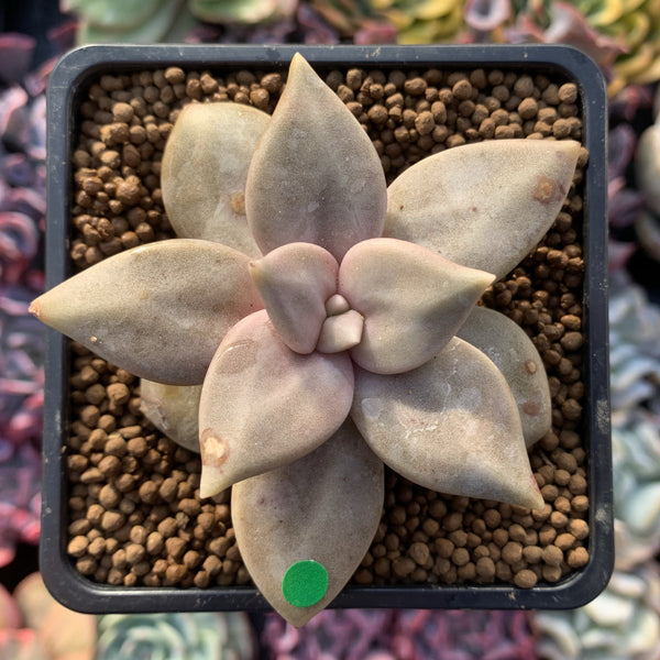 Echeveria 'Xichuensis' 2"-3" Succulent Plant