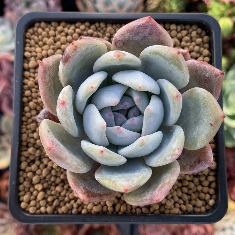 Echeveria 'Orange Monroe' 2" Powdery Succulent Plant