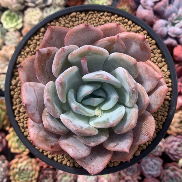 Echeveria 'Giant Purple' 4"-5" Powdery Succulent Plant