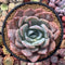 Echeveria 'Giant Purple' 4"-5" Powdery Succulent Plant