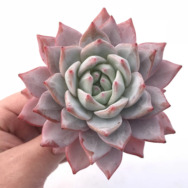 Echeveria Blue Bird 4” Rare Succulent Plant