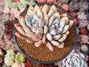 Graptoveria 'Opalina' Cluster 4" Succulent Plant