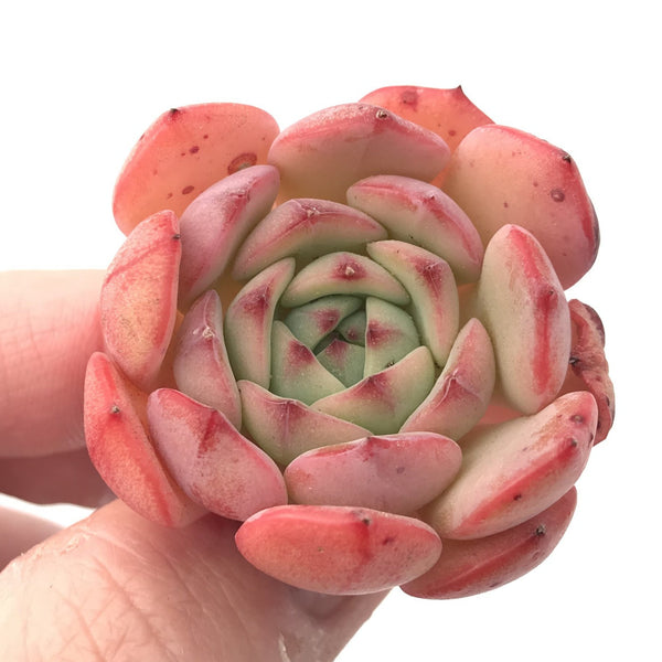 Echeveria 'Black Panther' 1"-2” Rare Succulent Plant