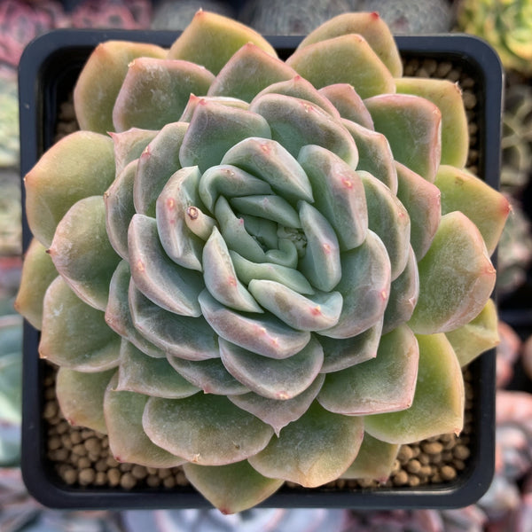 Echeveria sp. 3" Succulent Plant