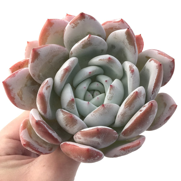 Echeveria 'Ivory' 4"-5" Powdery Rare Succulent Plant