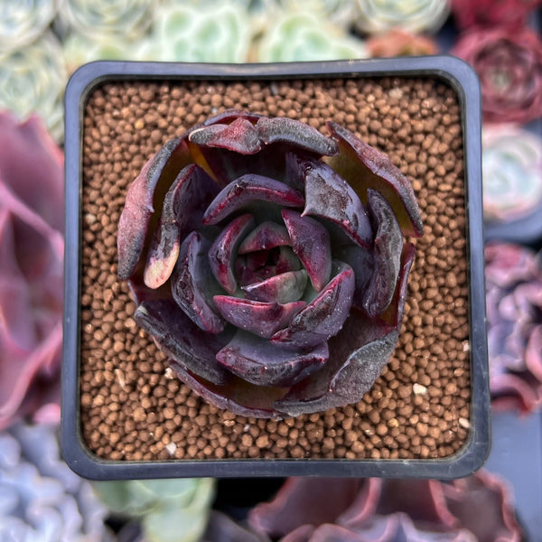 Echeveria 'Apothic Red' 2" New Hybrid Succulent Plant