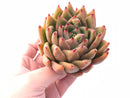 Echeveria Agavoides Maria 4” Rare Succulent Plant