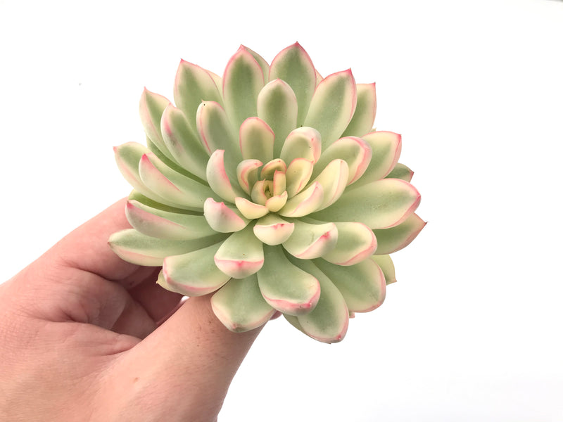 Echeveria 'Mebina' Variegated Large 3"-4" Succulent Plant