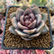 Echeveria 'German Champaign' 2" Succulent Plant