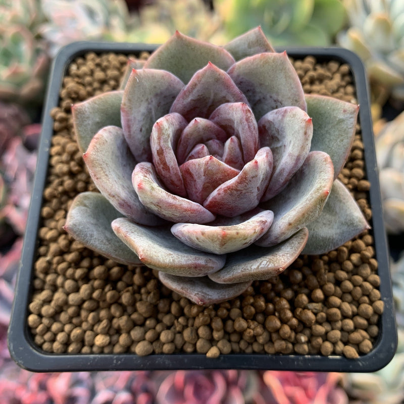 Echeveria 'German Champaign' 2" Succulent Plant