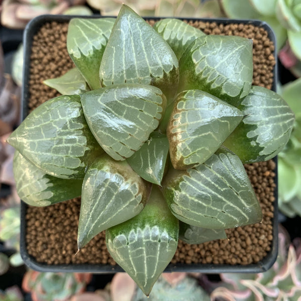 Haworthia Comptoniana Hybrid 3"-4" Succulent Plant