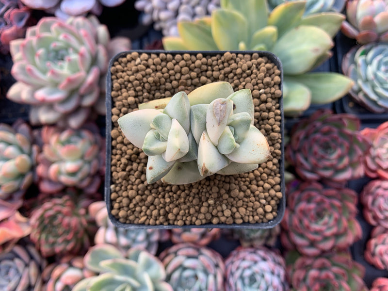 Crassula 'Moonglow' Variegated 1"Succulent Plant