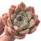 Echeveria 'Alba Beauty' 3" Succulent Plant