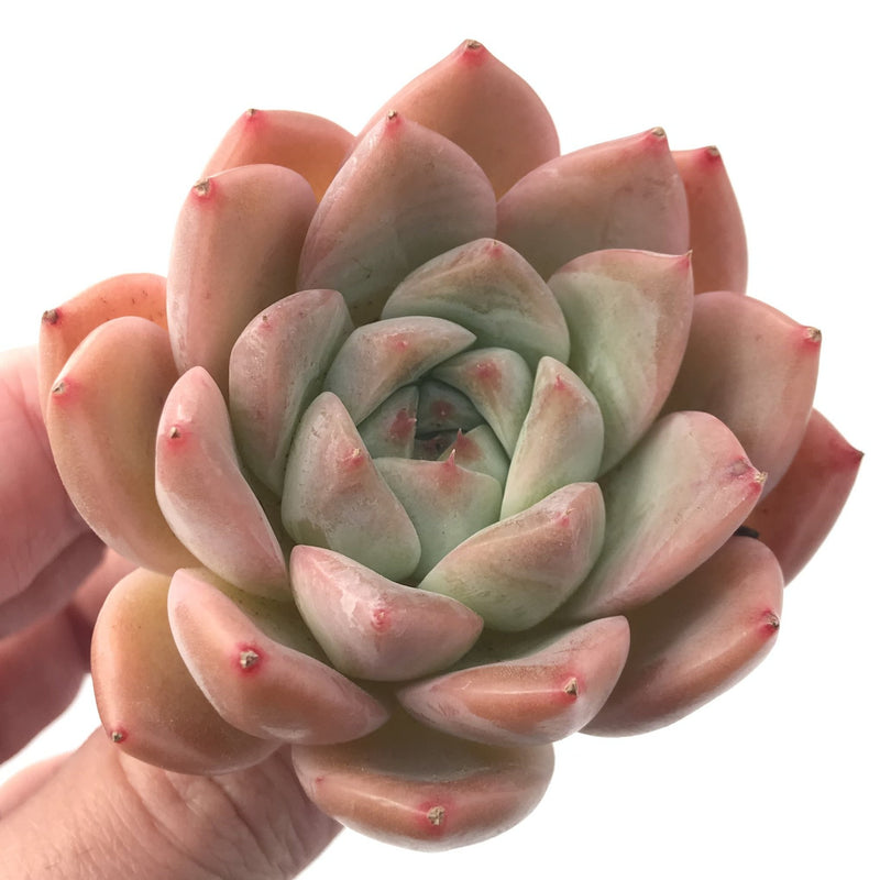 Echeveria 'Alba Beauty' 3" Succulent Plant