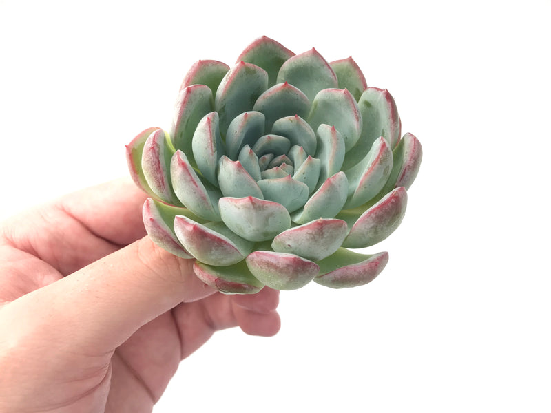 Echeveria 'Youth' 4" Powdery Succulent Plant